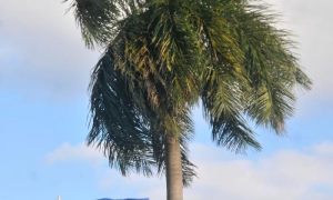 UNO-Generalsekretär kritisiert Aufnahme Kubas in die Liste der den Terrorismus unterstützenden Länder.