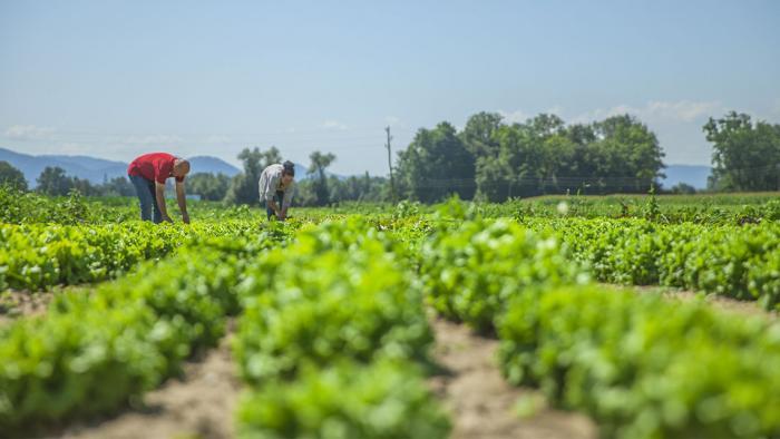 agricultura