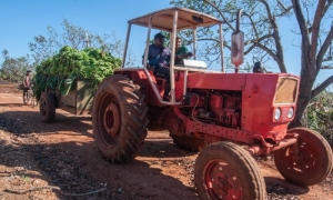brasil